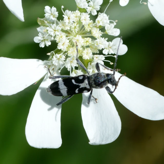Chlorophorus figuratus - rajzos darázscincér