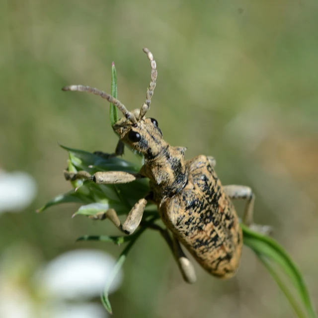 Rhagium sycophanta - tölgyes-tövisescincér