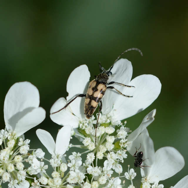 Pachytodes erraticus - rajzos virágcincér