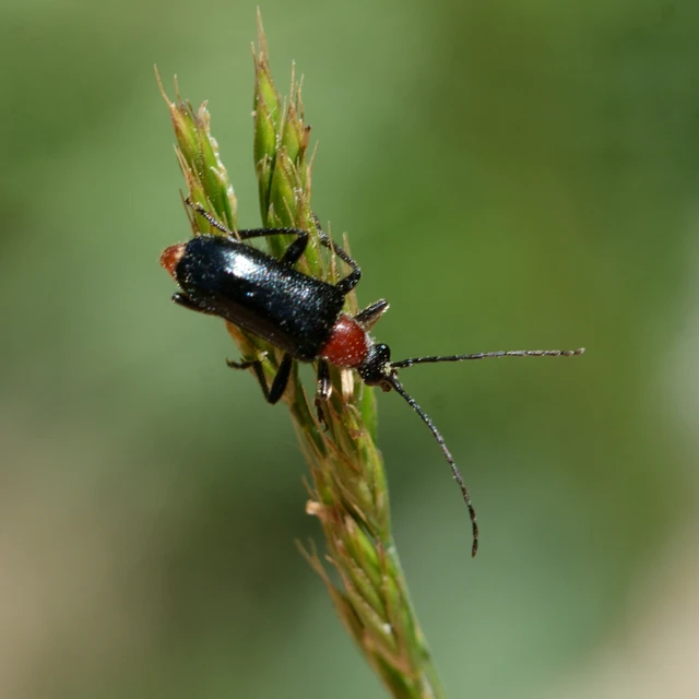 Dinoptera collaris - vörösnyakú virágcincér