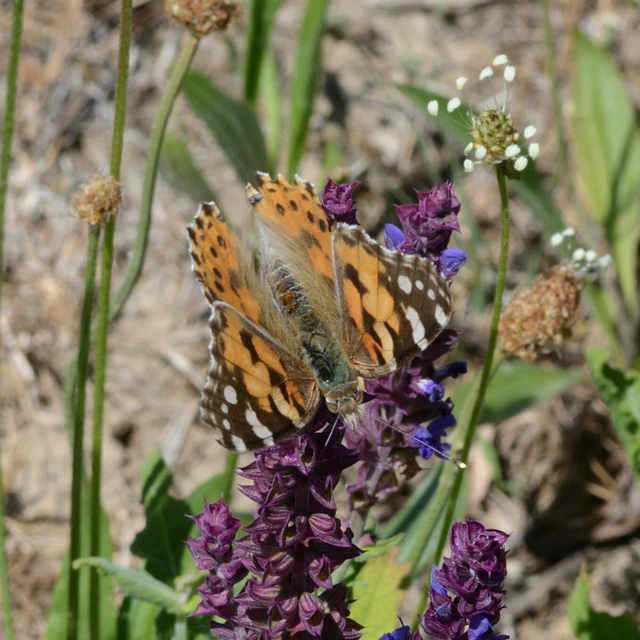 Vanessa cardui - bogáncslepke