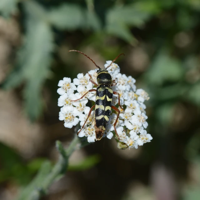 Echinocerus floralis - lucerna-darázscincér