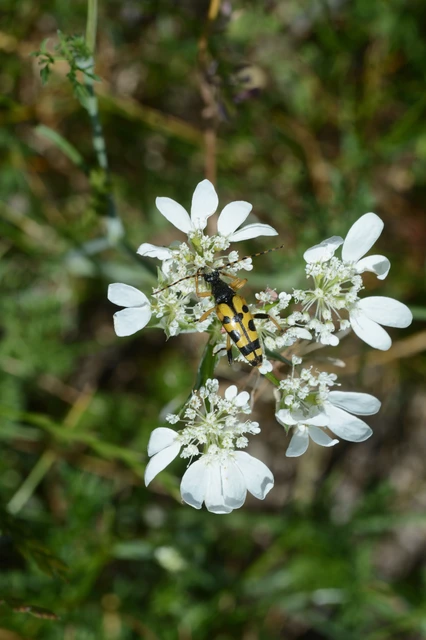 Rutpela maculata - tarkacsápú karcsúcincér