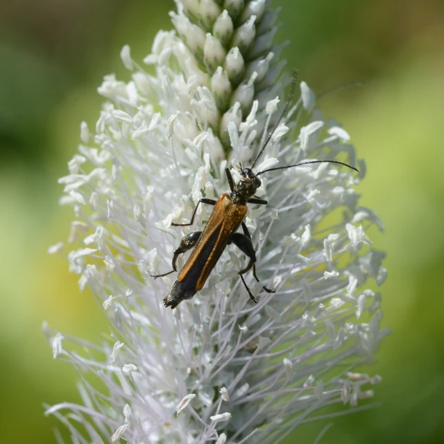 Oedemera femorata - sárgahátú álcincér