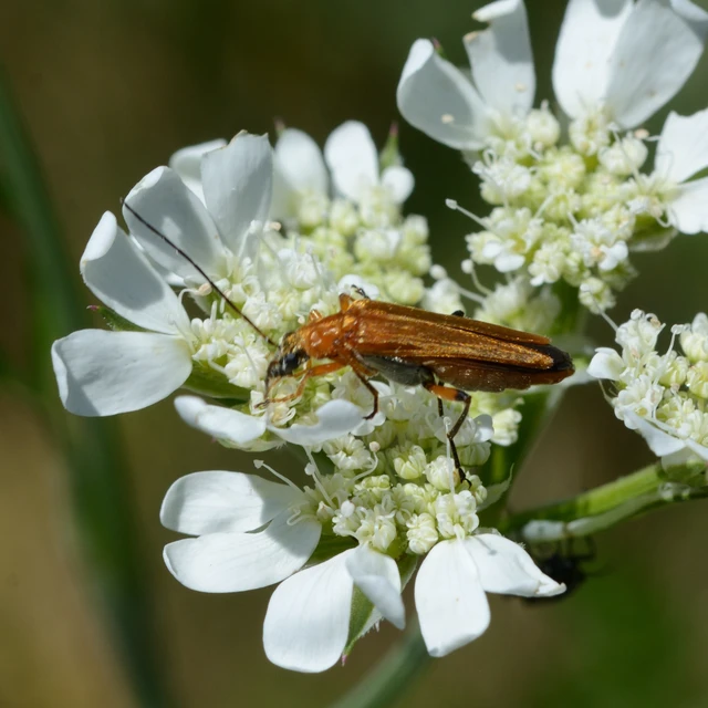Oedemera podagrariae - székfű-álcincér