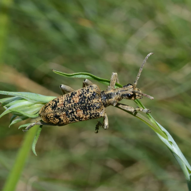 Rhagium sycophanta - tölgyes-tövisescincér