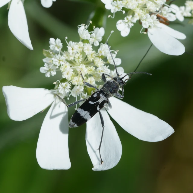 Chlorophorus figuratus - rajzos darázscincér