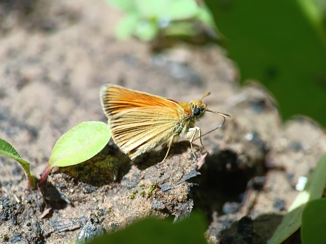 Thymelicus lineola - vonalas busalepke