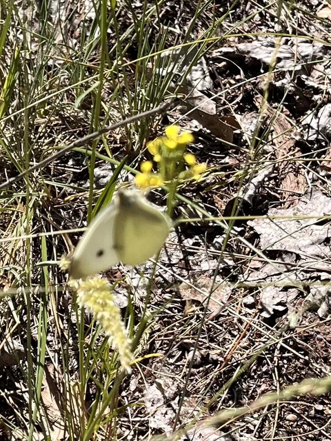 Pieris rapae - répalepke