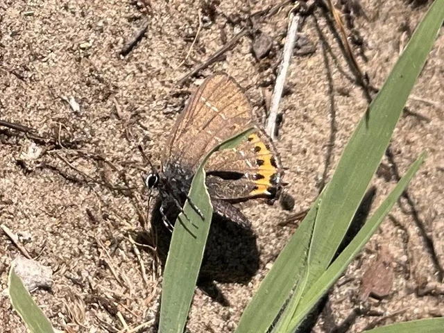 Satyrium pruni - szilvafa-csücsköslepke