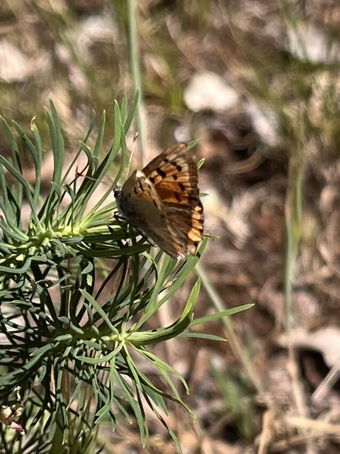 Lycaena phlaeas - közönséges tűzlepke Lycaena phlaeas - közönséges tűzlepke