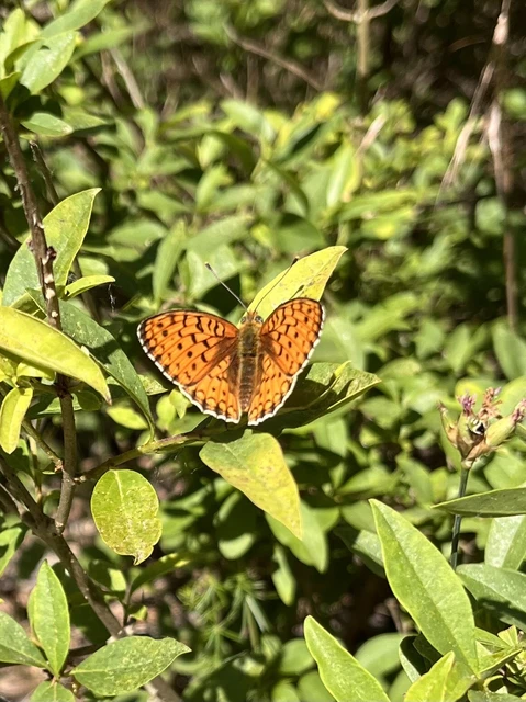 Argynnis niobe - ibolya-gyöngyházlepke
