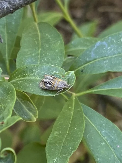 Olethreutes arcuella - avarevő tükrösmoly