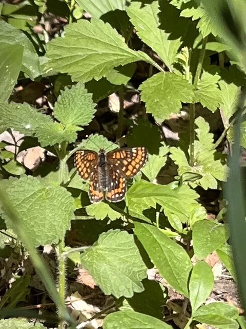 Euphydryas maturna - díszes tarkalepke