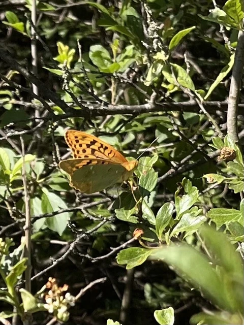 Argynnis pandora - zöldes gyöngyházlepke