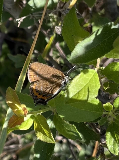 Satyrium pruni - szilvafa-csücsköslepke
