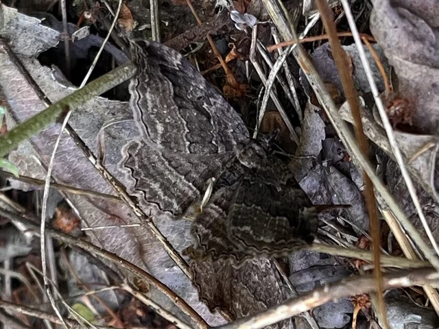 Philereme transversata - varjútövis-araszoló
