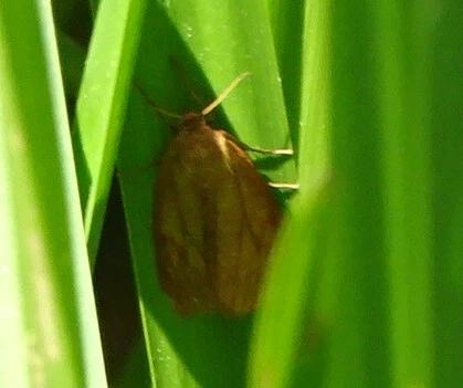 Diacrisia sannio - vörösszélű medvelepke