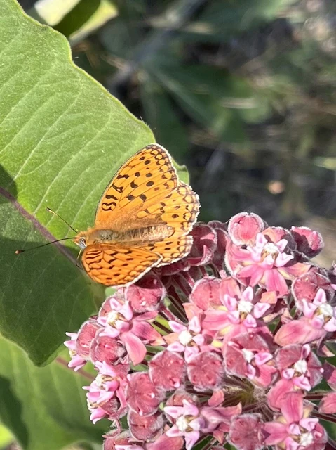 Argynnis niobe - ibolya-gyöngyházlepke