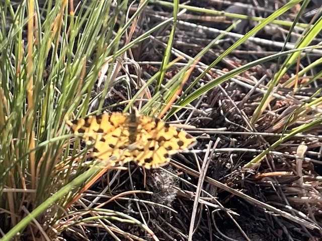 Pseudopanthera macularia - párducfoltos araszoló