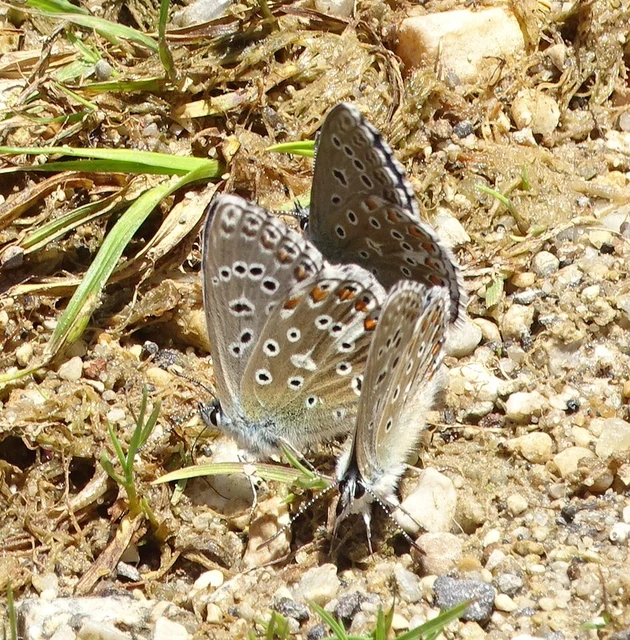 Polyommatus bellargus - égszínű boglárka