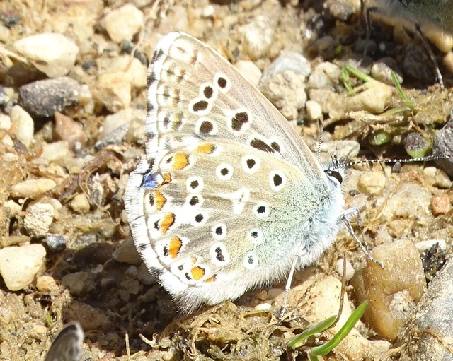 Polyommatus bellargus - égszínű boglárka