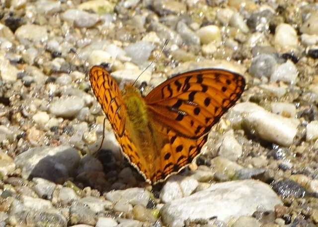 Argynnis adippe - ezüstös gyöngyházlepke