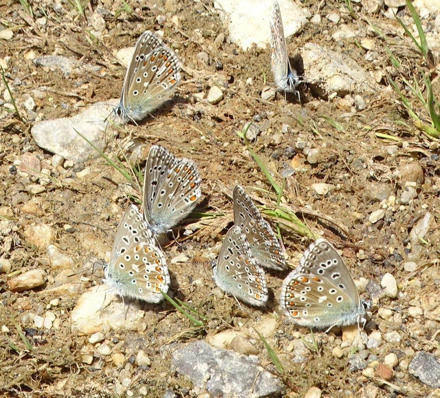 Polyommatus bellargus - égszínű boglárka