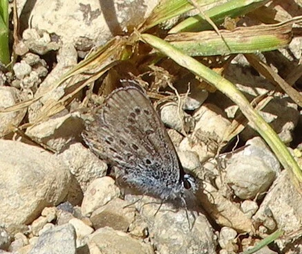 Plebejus argus - ezüstös boglárka