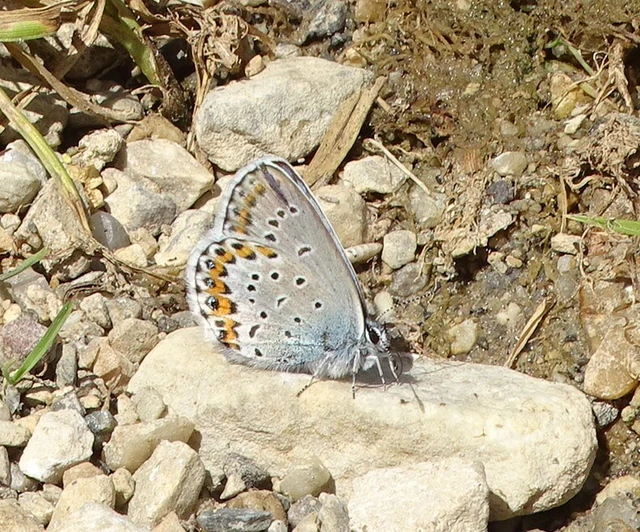 Plebejus idas - északi boglárka