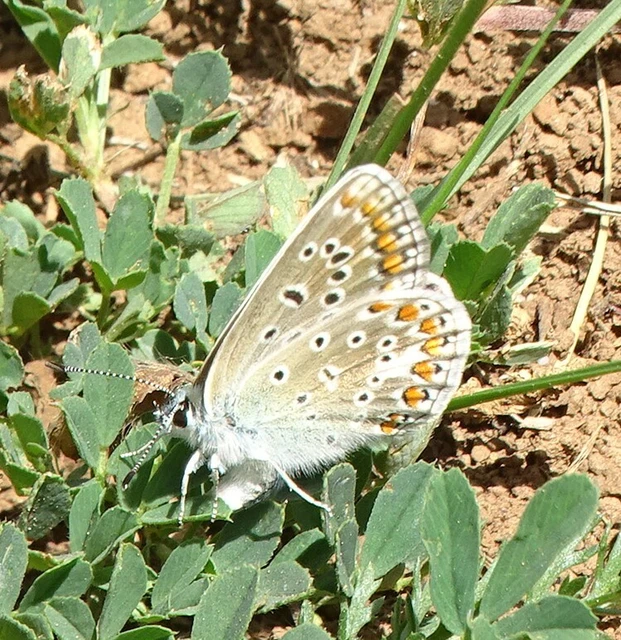 Polyommatus icarus - közönséges boglárka