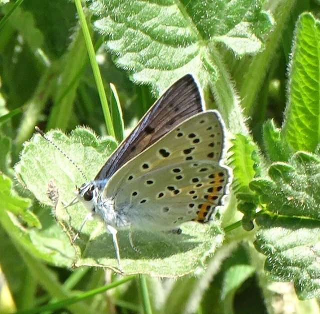 Lycaena alciphron - ibolyás tűzlepke