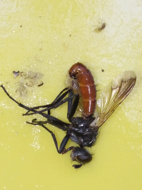 Cylindromyia bicolor