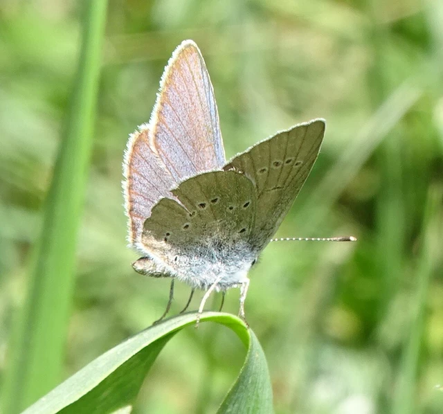 Cyaniris semiargus - aprószemes boglárka