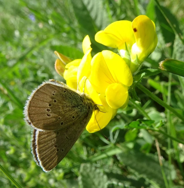 Cyaniris semiargus - aprószemes boglárka