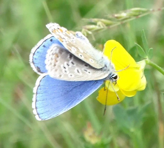 Polyommatus bellargus - égszínű boglárka