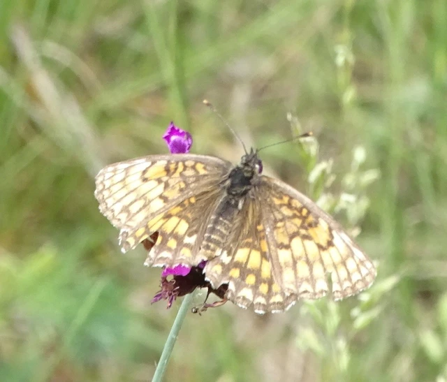 Melitaea athalia - közönséges tarkalepke