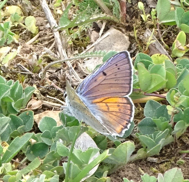 Lycaena alciphron - ibolyás tűzlepke