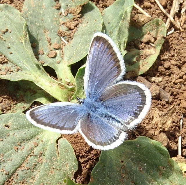 Plebejus argus - ezüstös boglárka