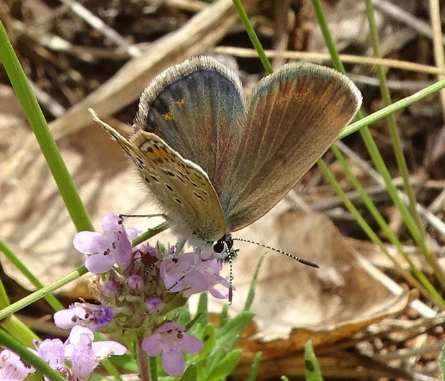 Plebejus argus - ezüstös boglárka