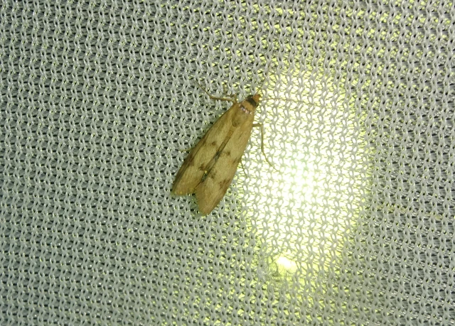 Homoeosoma sinuella - agyagsárga karcsúmoly