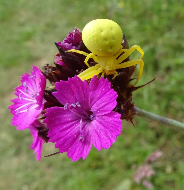 Misumena vatia - viráglakó karolópók