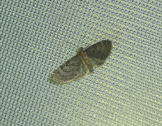Eupithecia haworthiata - rozsdástestű törpearaszoló
