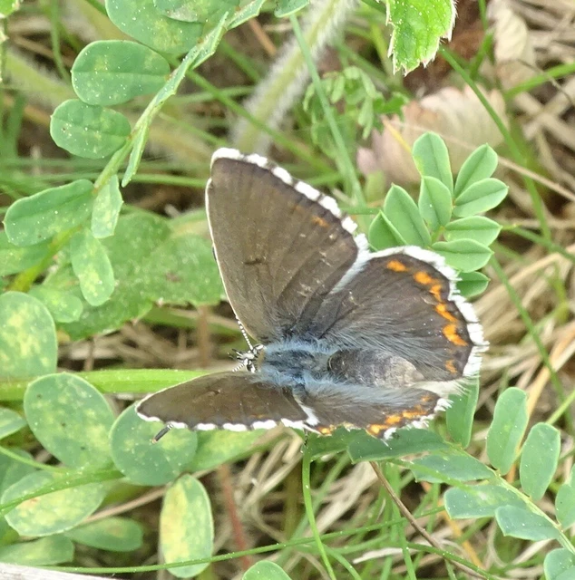 Polyommatus bellargus - égszínű boglárka