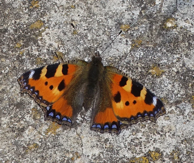 Nymphalis urticae - kis rókalepke Nymphalis urticae - kis rókalepke