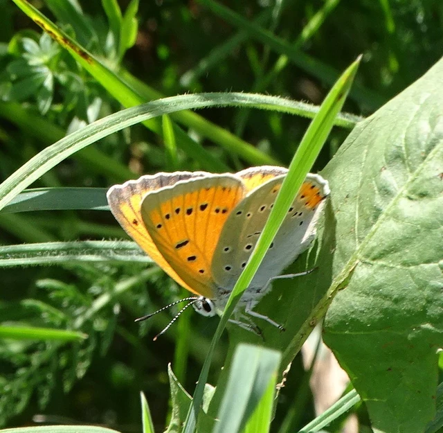 Lycaena dispar rutilus - nagy tűzlepke