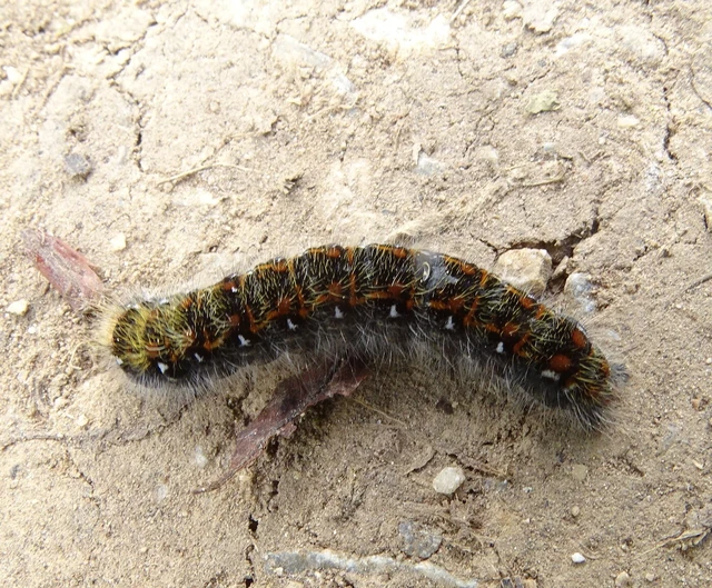 Trichiura crataegi - galagonyaszövő
