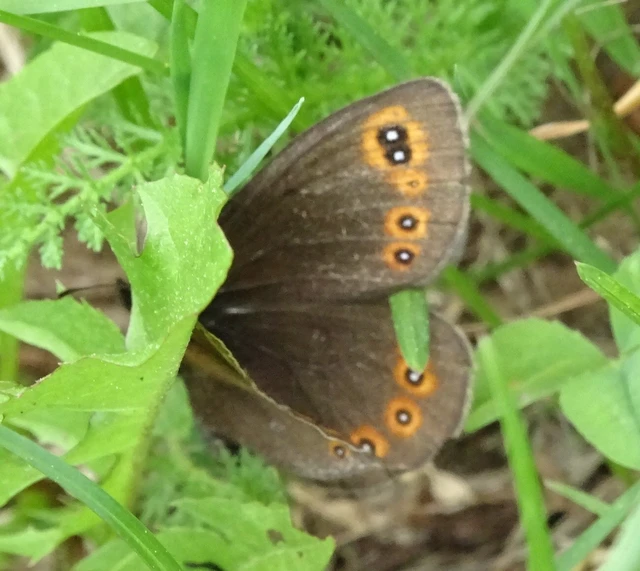 Erebia medusa - tavaszi szerecsenlepke