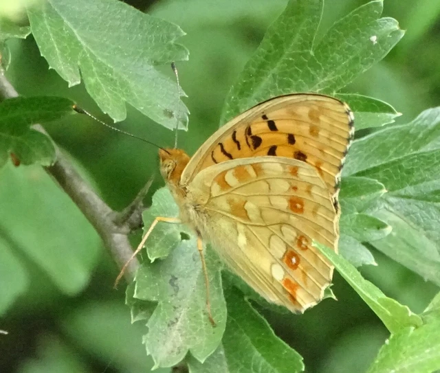 Argynnis adippe - ezüstös gyöngyházlepke