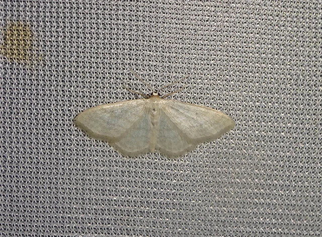 Idaea subsericeata - ötvonalas apróaraszoló